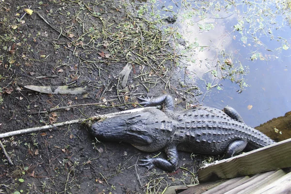 Alligator sonnt sich am Ufer — Stockfoto