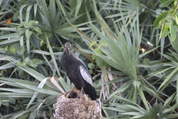 Águila pescadora posada sobre un tronco de árbol —  Fotos de Stock