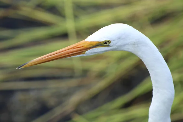 Vit fågel i Florida träsk — Stockfoto