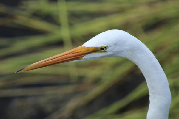 Vit fågel i Florida träsk — Stockfoto
