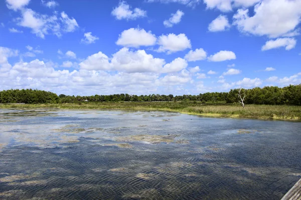 Tag im Sumpf von Florida — Stockfoto