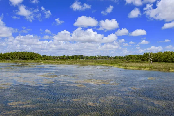 Día en el pantano de Florida —  Fotos de Stock