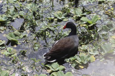 Bataklıktaki Moorhen ördeği