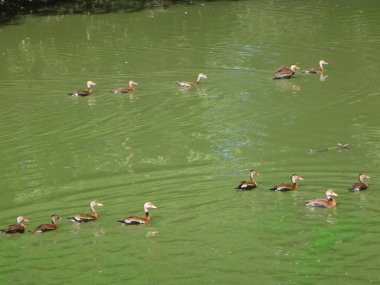 Yeşil suda yüzen ördekler
