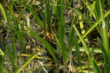 Çekirge bataklıkta