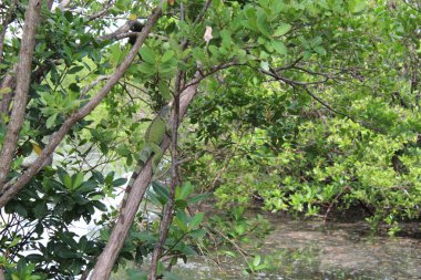 Miami Beach 'te yeşil iguana