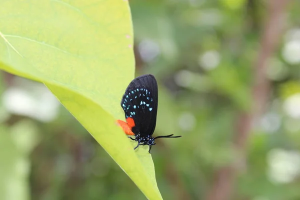 Sumpfschmetterling — Stockfoto