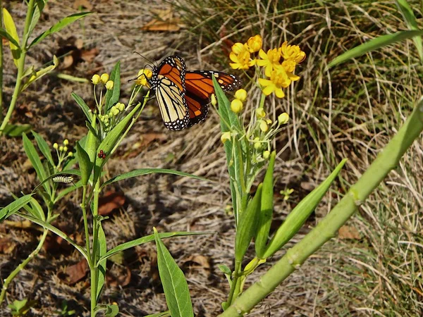 Mariposa Monarca Flor — Foto de Stock