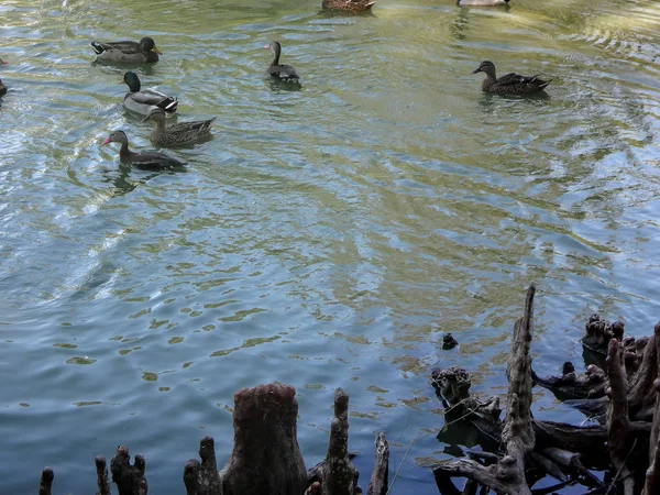 Los patos nadan en el parque audubon — Foto de Stock