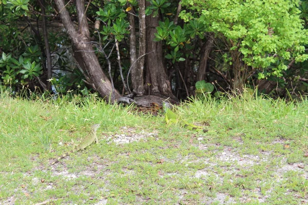 Zielona iguana w Miami Beach — Zdjęcie stockowe