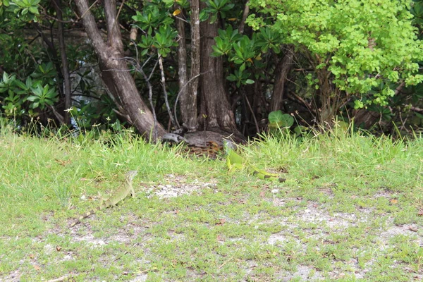 Groene leguaan in Miami Beach — Stockfoto