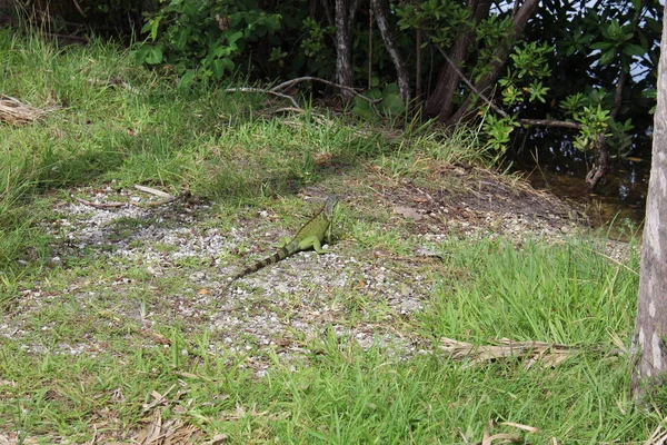 Zielona iguana w Miami Beach — Zdjęcie stockowe