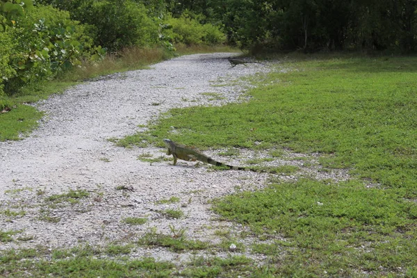 Miami Beach 'te yeşil iguana — Stok fotoğraf