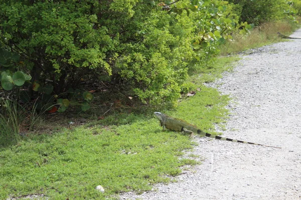 Iguana verde a Miami Beach — Foto Stock