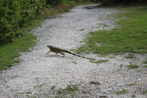 Miami Beach 'te yeşil iguana — Stok fotoğraf