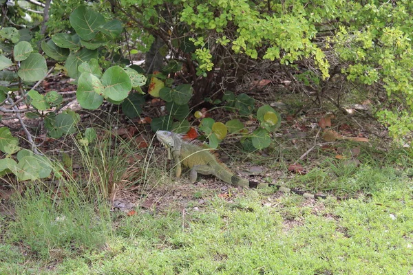 Iguane vert à Miami Beach — Photo