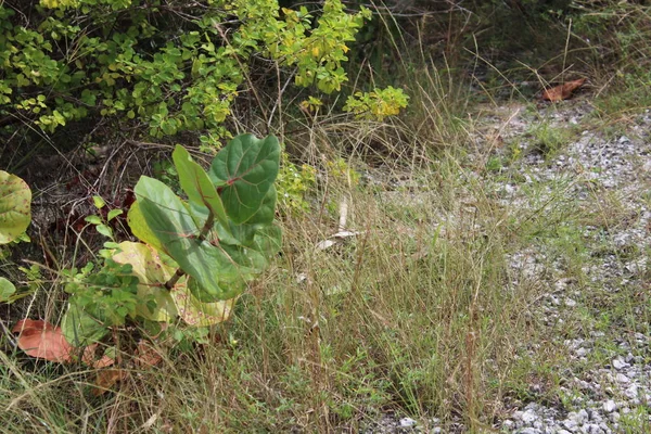 Πράσινο ιγκουάνα στο Μαϊάμι Μπιτς — Φωτογραφία Αρχείου