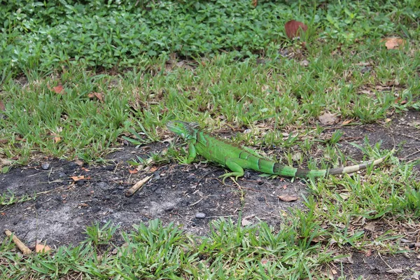 Iguana verde a Miami Beach — Foto Stock