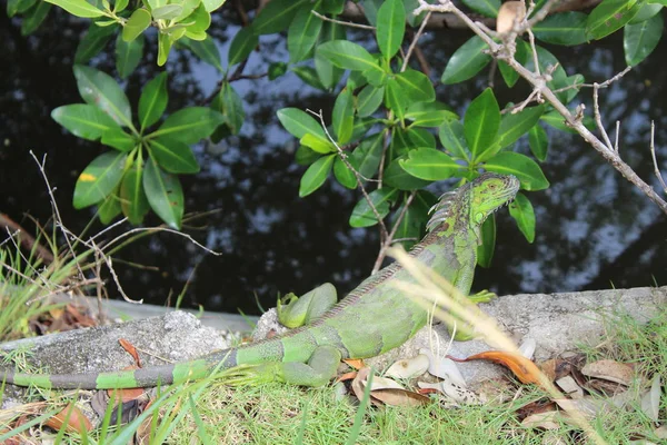 Iguana verde a Miami Beach — Foto Stock