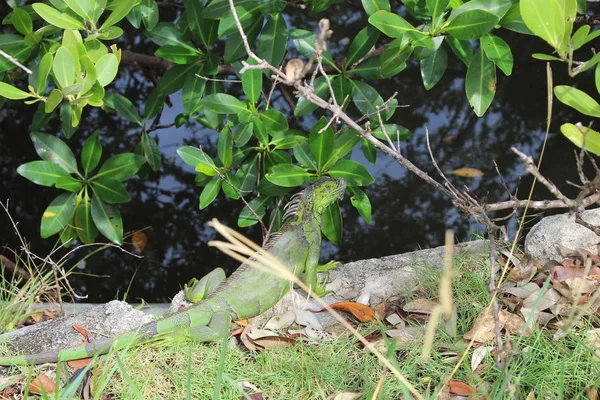 Miami Beach 'te yeşil iguana — Stok fotoğraf