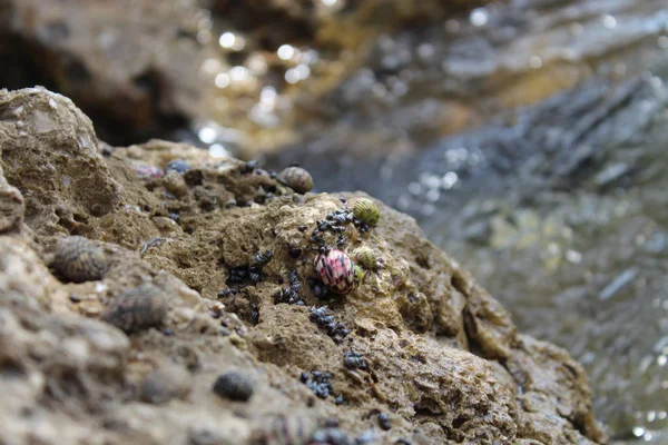 Caracóis em rochas nas Chaves da Flórida — Fotografia de Stock