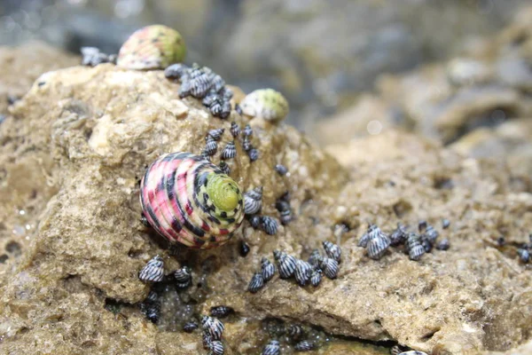 Snails on rocks in the florida Keys — Stock Photo, Image
