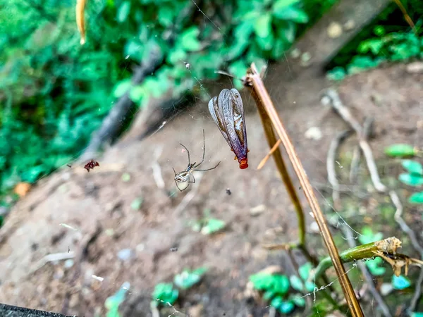 Spider and prey in web — ストック写真