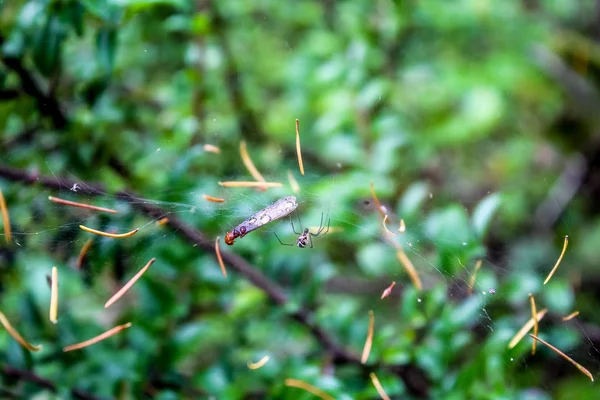 Aranha e presa na teia — Fotografia de Stock