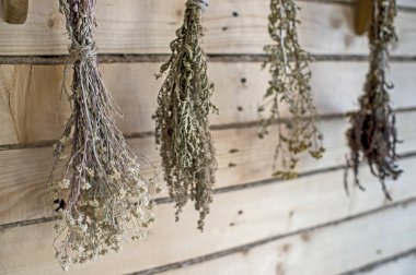 Şifalı bitkiler kurulları duvarında asılı demetleri kuru. Arka plan bulanık,.
