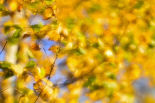 Otoño Borroso Fondo Hojas Doradas Balanceándose Viento Foto Fue Tomada — Foto de Stock