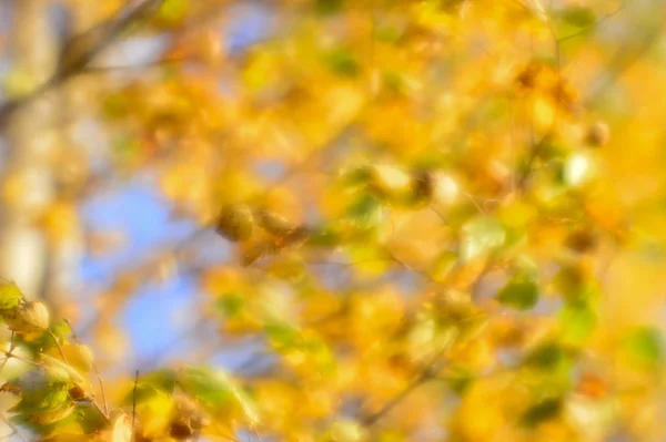 Sonbahar Altın Yaprağı Rüzgarda Sallanan Arka Plan Bulanık Fotoğraf Üzerinde — Stok fotoğraf