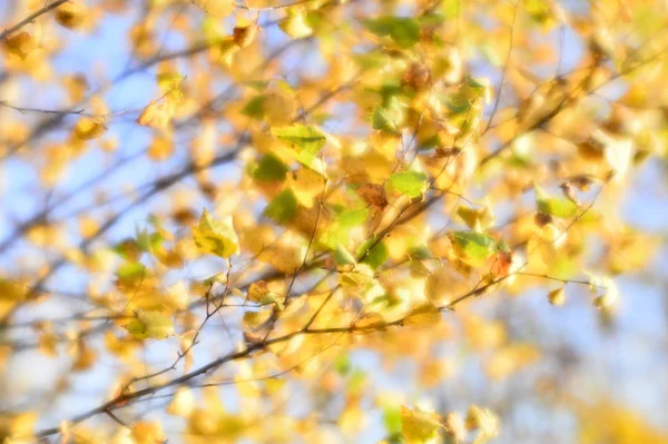 Otoño Borroso Fondo Hojas Doradas Balanceándose Viento Foto Fue Tomada — Foto de Stock