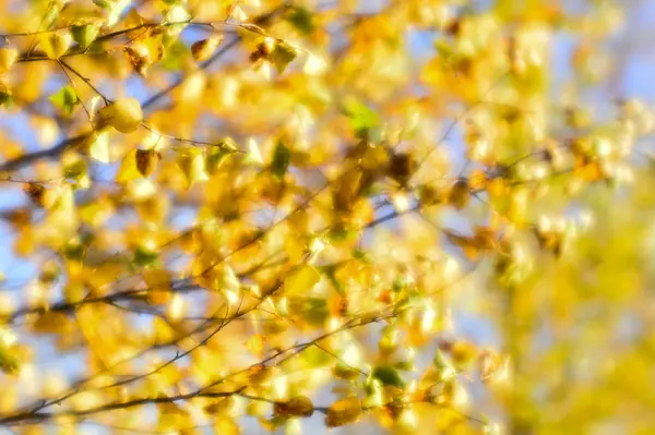 Otoño Borroso Fondo Hojas Doradas Balanceándose Viento Foto Fue Tomada — Foto de Stock