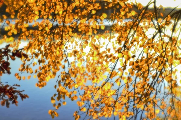 Jesienią Niewyraźne Tło Złote Liście Oddziałów Wisi Nad Wodą Artystyczne — Zdjęcie stockowe