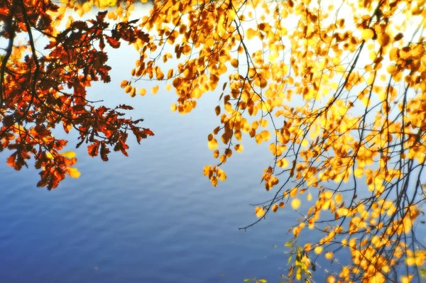 Herbst Verschwommenen Hintergrund Aus Goldenen Blättern Mit Ästen Hängen Über — Stockfoto