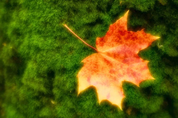 Blurred Maple Leaf Reddish Yellow Lies Green Moss Tree Trunk — Stock Photo, Image