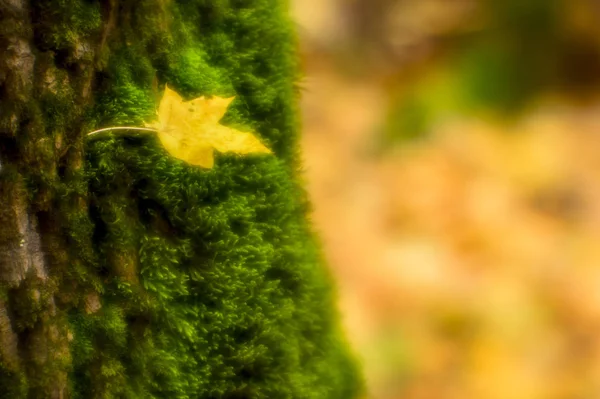 Stírat Podzimní Skica Žlutá Maple Leaf Leží Kmen Stromu Zarostlý — Stock fotografie