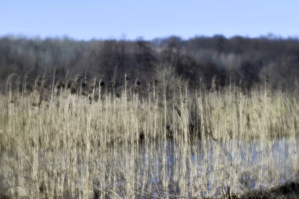 Pre-winter landscape of the river Bank with panicles of reeds on the background of the flown forest. Artistic blur.
