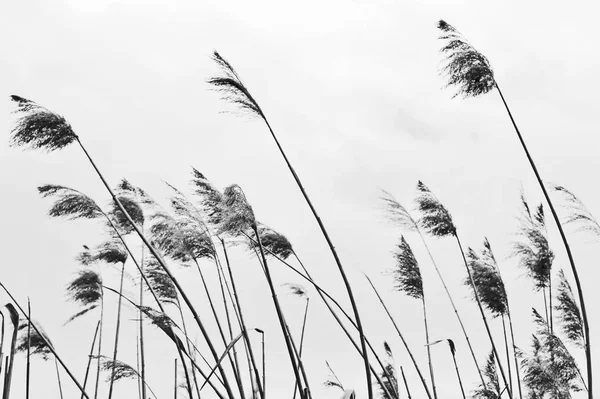 Dry Panicles Canes Cloudy Day Sky Sharpness Central Spike Toned — Stock Photo, Image