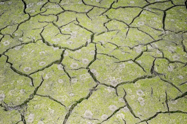 Texture Cracking Earth Concept Using Natural Resources — Stock Photo, Image