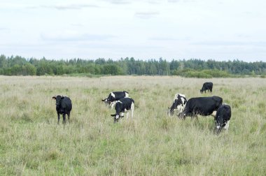 Çiftlikte inek sürüsü yeşil otlar çayırlar üzerinde otlatmak. Doğurmak ve kaliteli süt ürünleri üretim kavramı.