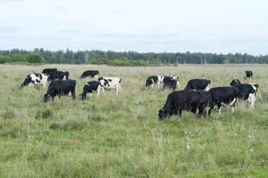 Çiftlikte inek sürüsü yeşil otlar çayırlar üzerinde otlatmak. Doğurmak ve kaliteli süt ürünleri üretim kavramı.
