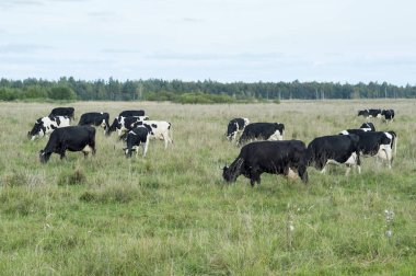 Çiftlikte inek sürüsü yeşil otlar çayırlar üzerinde otlatmak. Doğurmak ve kaliteli süt ürünleri üretim kavramı.