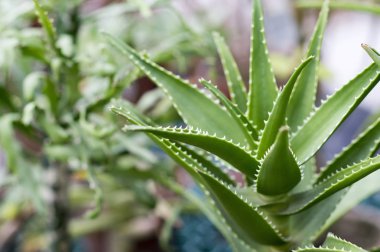 Aloe closeup diğer bitkiler arka plan üzerinde sera içinde kullanılan renkler. Arka plan. Küçük derinlik-in tarla bitki yaprakları üzerinde.