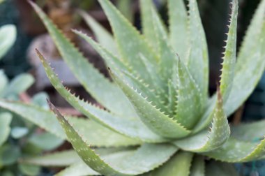Aloe closeup diğer bitkiler arka plan üzerinde sera içinde kullanılan renkler. Arka plan. Küçük derinlik-in tarla bitki yaprakları üzerinde.