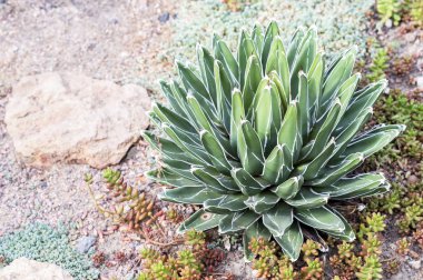 Kraliçe Victoria'nın agav ile diğer succulents çerçevede sera taşlı toprakta bir dekoratif çiçek yatakta. Latince adı agav Kraliçe-Viktorya. Arka plan.