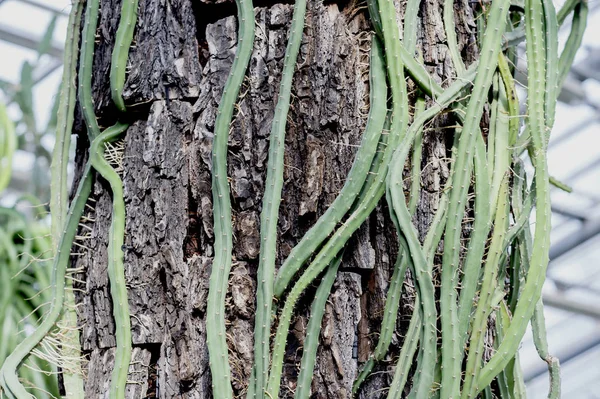 Cactus Milkweed Vientos Triangulares Través Del Tronco Gran Árbol Invernadero —  Fotos de Stock