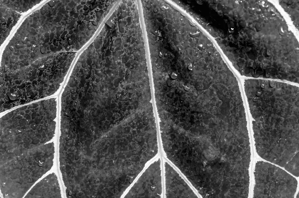 leaf texture design leaf skeleton, macro nature texture. Black and white wallpaper.