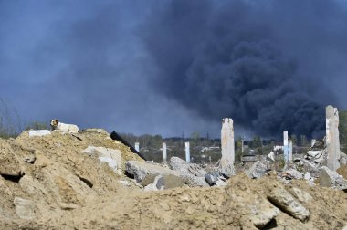 Beton kalın siyah duman arka plan üzerinde kazık. İçinde belgili tanımlık fotoğraf işte bir köpek