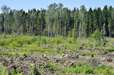 Ormansızlaşma, İnşaat için hammadde hasat